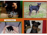 Pinscher Nain