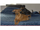 Pinscher Nain