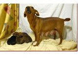 Pinscher Nain