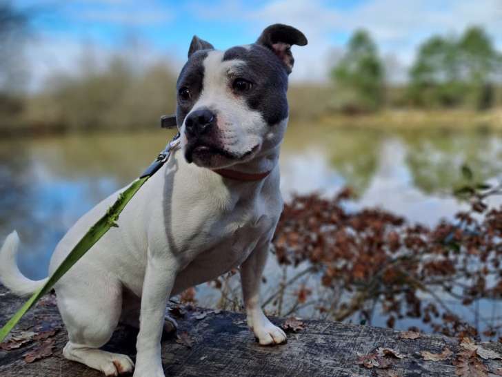 Domaine Gazzo Padovano
