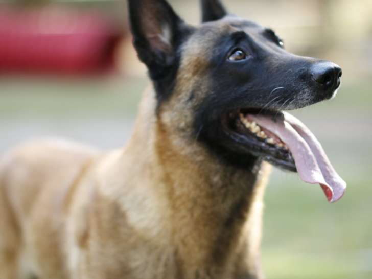 Domaine Gazzo Padovano