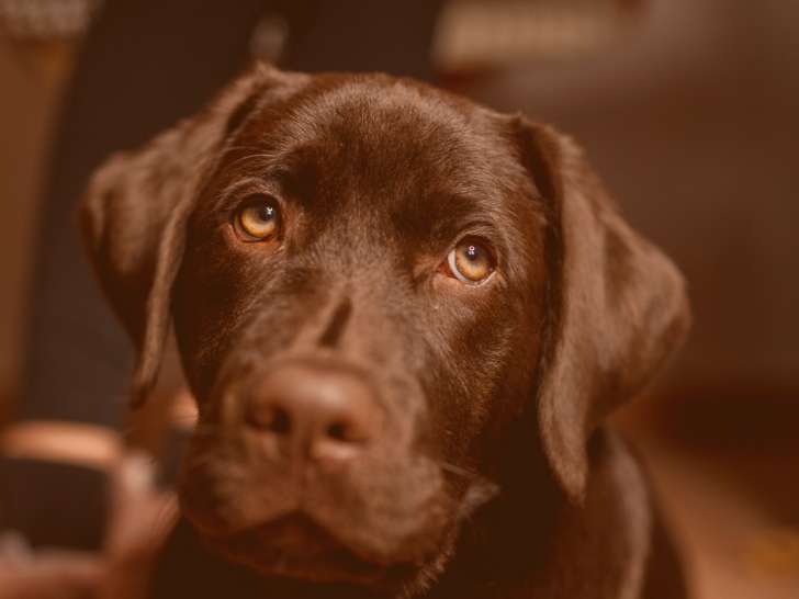 Clinique v&eacute;t&eacute;rinaire du Centre