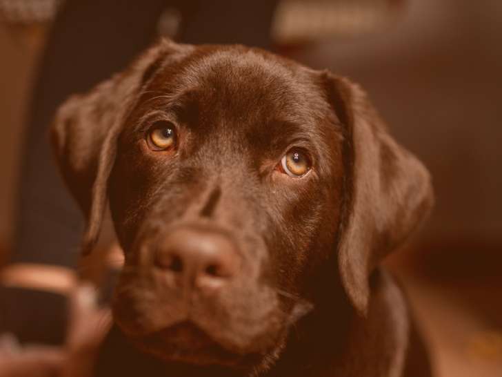 Clinique v&eacute;t&eacute;rinaire du Centre