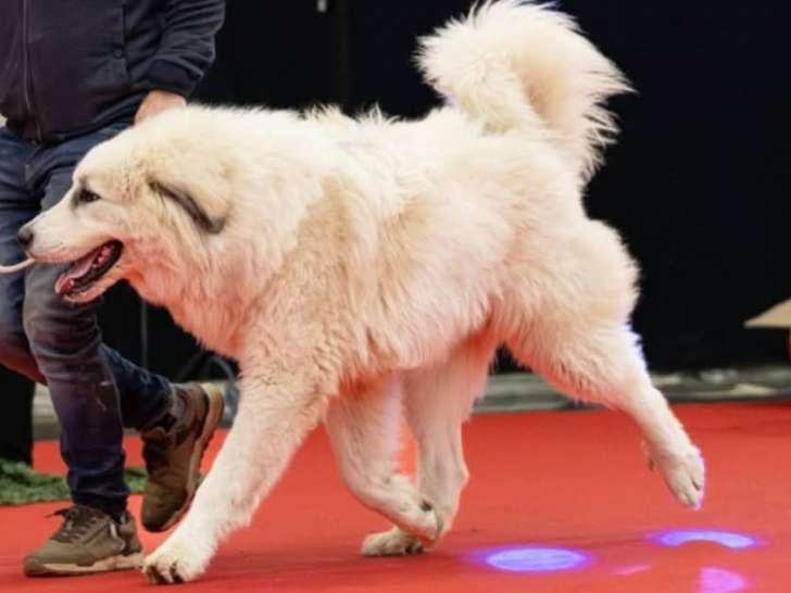 VALKO