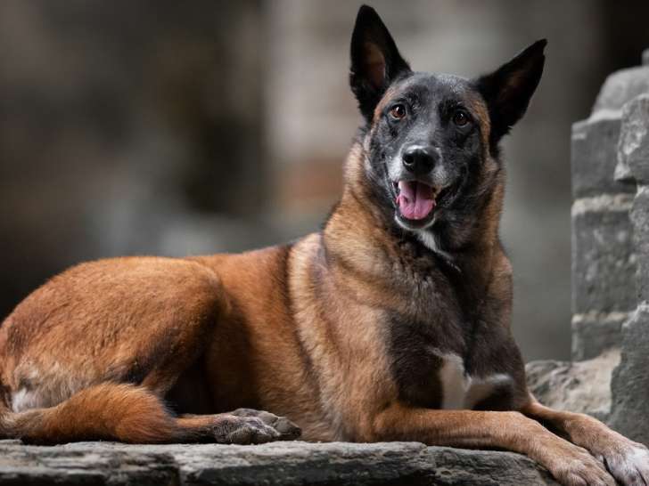 Avec le chien naturellement
