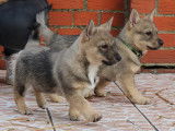 Chiot Spitz des Visigoths Vastgotaspets De L'Âme des Loups
