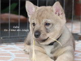 Chiot Spitz des Visigoths Vastgotaspets De L'Âme des Loups