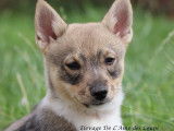 Chiot Spitz des Visigoths Vastgotaspets De L'Âme des Loups