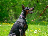 Schwarzer Stolz Dobermanns