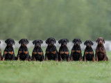 Schwarzer Stolz Dobermanns