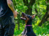Schwarzer Stolz Dobermanns