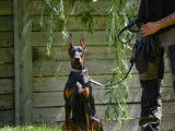 Schwarzer Stolz Dobermanns