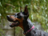 Schwarzer Stolz Dobermanns