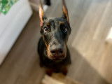 Schwarzer Stolz Dobermanns