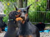 Schwarzer Stolz Dobermanns