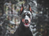 Schwarzer Stolz Dobermanns