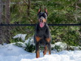 Schwarzer Stolz Dobermanns