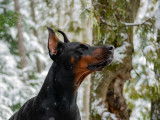 Schwarzer Stolz Dobermanns