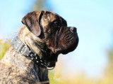 Bullmastiff Nord-Ouest