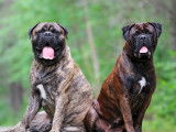 Bullmastiff Nord-Ouest