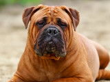 Bullmastiff Nord-Ouest