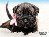 Bullmastiff Nord-Ouest
