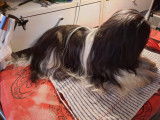 O'Tour des Animaux