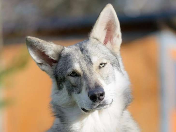 Khalibisnya Maginwulf