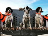 Upland Setters