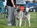 Elkhound-Québec