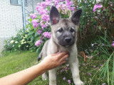 Elkhound-Québec