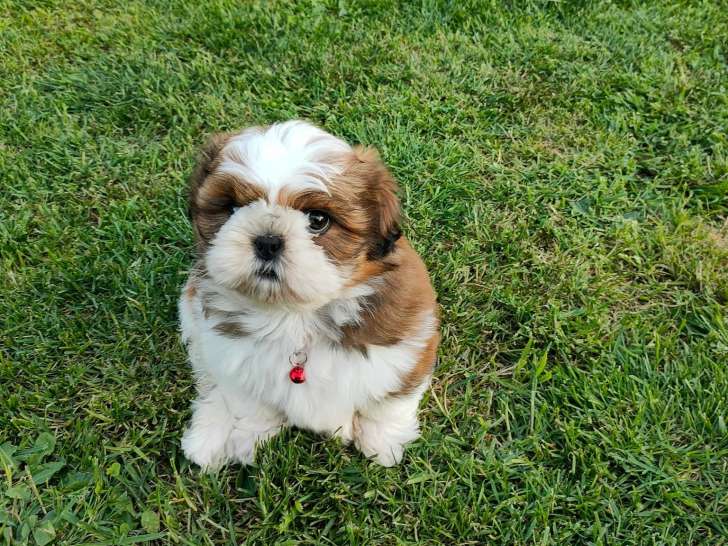 Des Gladiateurs de la Nuit