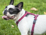 Zaco Dog