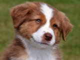 Zaco Dog