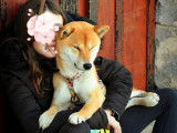 O Hanami Inu