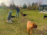 cours canin