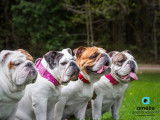 Primo Bulldogs