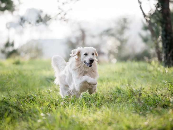 Libre Amy et précieux délices