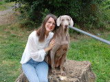 Léonor MEYER, fondatrice du TANDEM Café chien et sa Braque de Weimar, Melle.