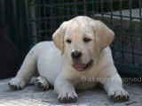 Labradors Blacksugar