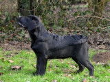 Labradors Blacksugar