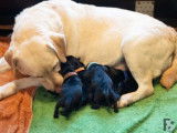 Labradors Blacksugar
