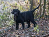 Labradors Blacksugar