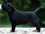 Labradors Blacksugar