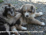 Paco Moniteur et Educateur canin