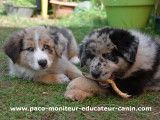 Paco Moniteur et Educateur canin