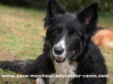 Paco Moniteur et Educateur canin