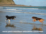 Paco Moniteur et Educateur canin