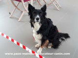 Paco Moniteur et Educateur canin