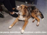 Paco Moniteur et Educateur canin